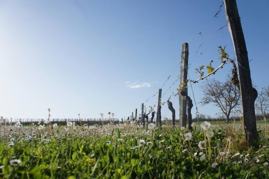 Entre Pierre Et Vigne - Charming Former Winery Farmhouse With Hot Tub & Swimming Pool Monestier  Buitenkant foto